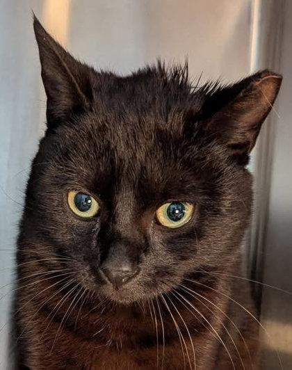 Onyx Chrome, Adoptable, Adult Male Domestic Short Hair & Domestic Short Hair.