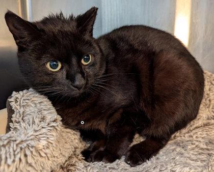 Enlarge Onyx Chrome, a Adoptable Domestic Short Hair in Hudson, MA image 2/2