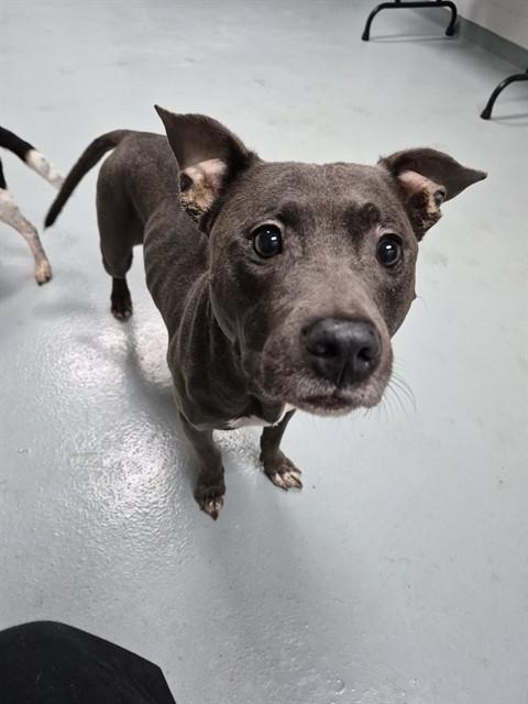 LAYLA, Adoptable, Adult Female Pit Bull Terrier.