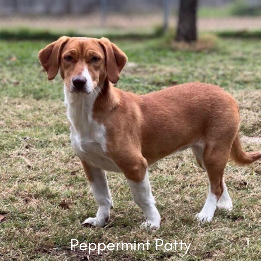 Enlarge Peppermint Patty, a ADOPTABLE mixed breed in Shreveport, LA image 1/1