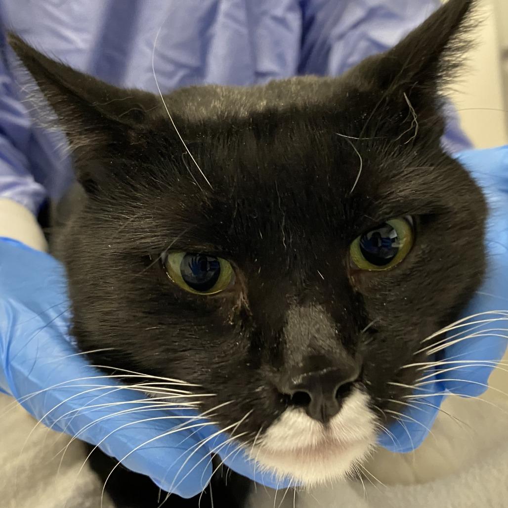 Enlarge Langston, an adopted Domestic Short Hair in Chicago, IL image 1/1