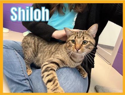 Shiloh, Adoptable, Young Male Domestic Short Hair & Domestic Short Hair.