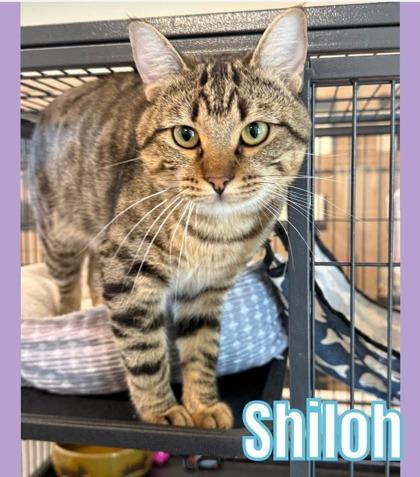 Enlarge Shiloh, a Adoptable mixed breed in Bridgewater, NJ image 2/2