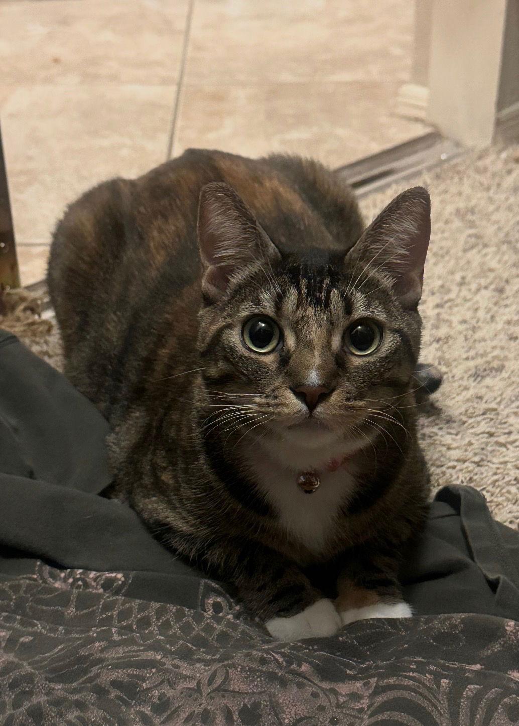 Enlarge GG, a Adoptable Domestic Short Hair in Scottsdale, AZ image 1/3