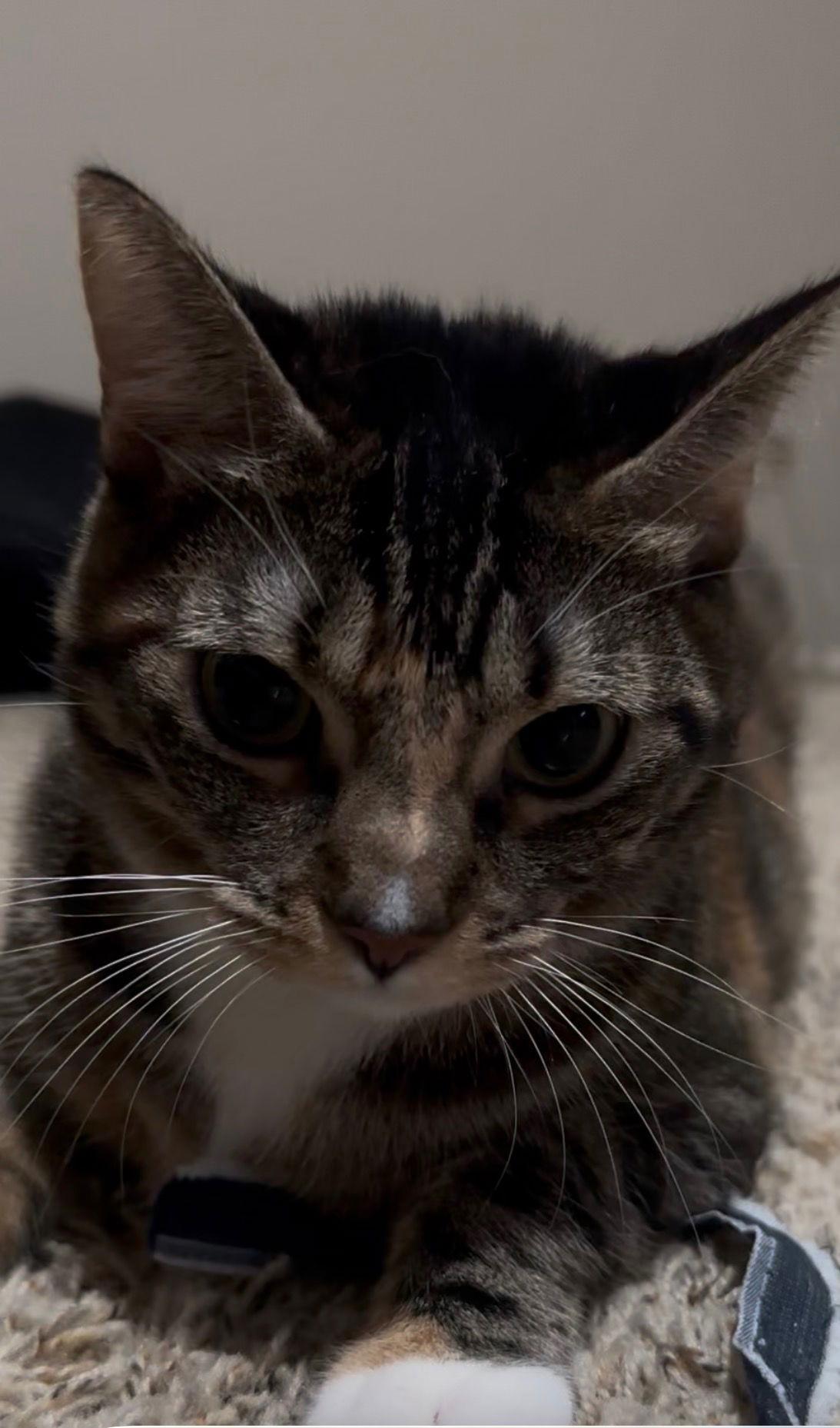 Enlarge GG, a Adoptable Domestic Short Hair in Scottsdale, AZ image 2/3