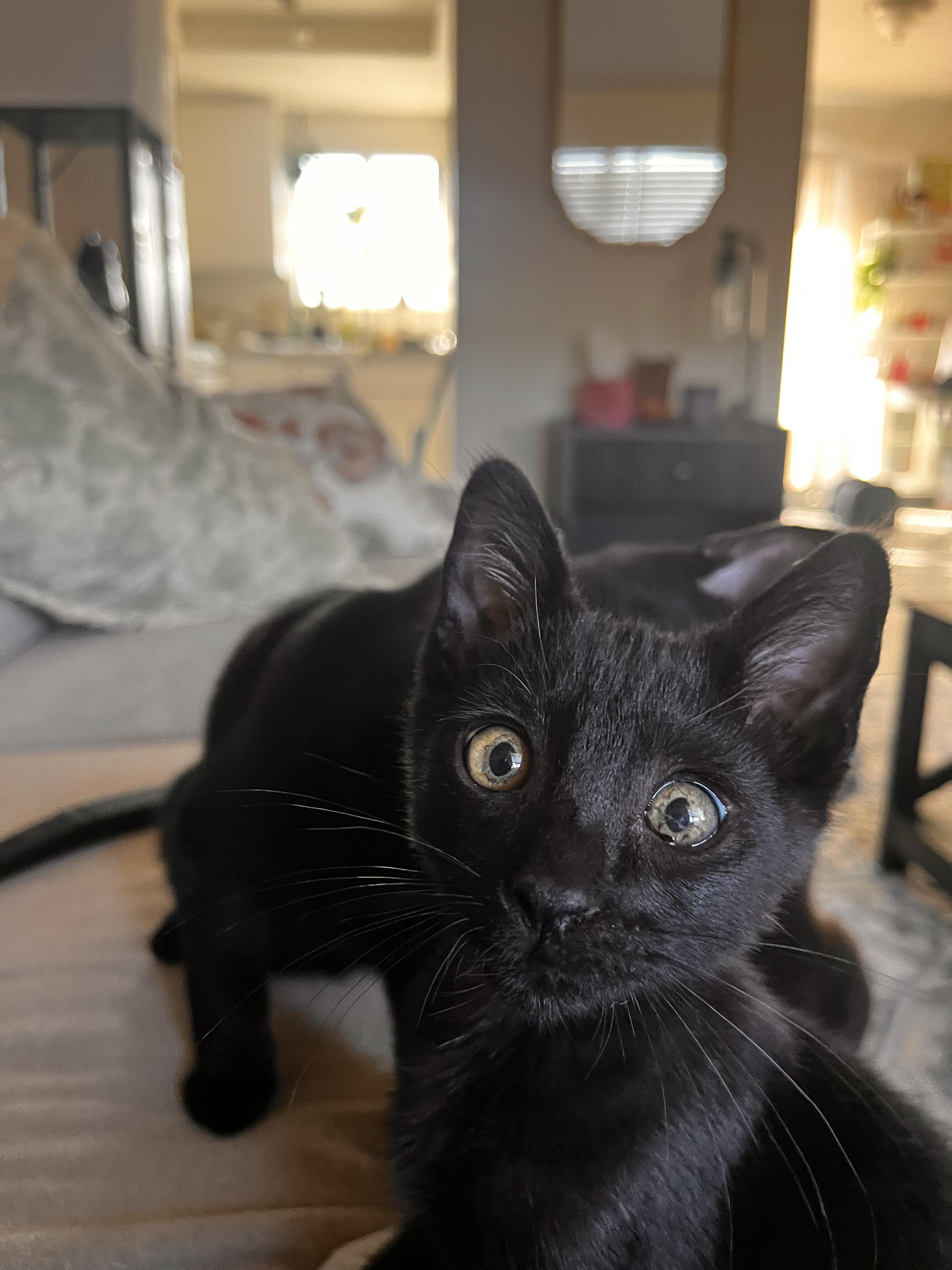 Little Foot, adopted, Kitten Male Domestic Short Hair.