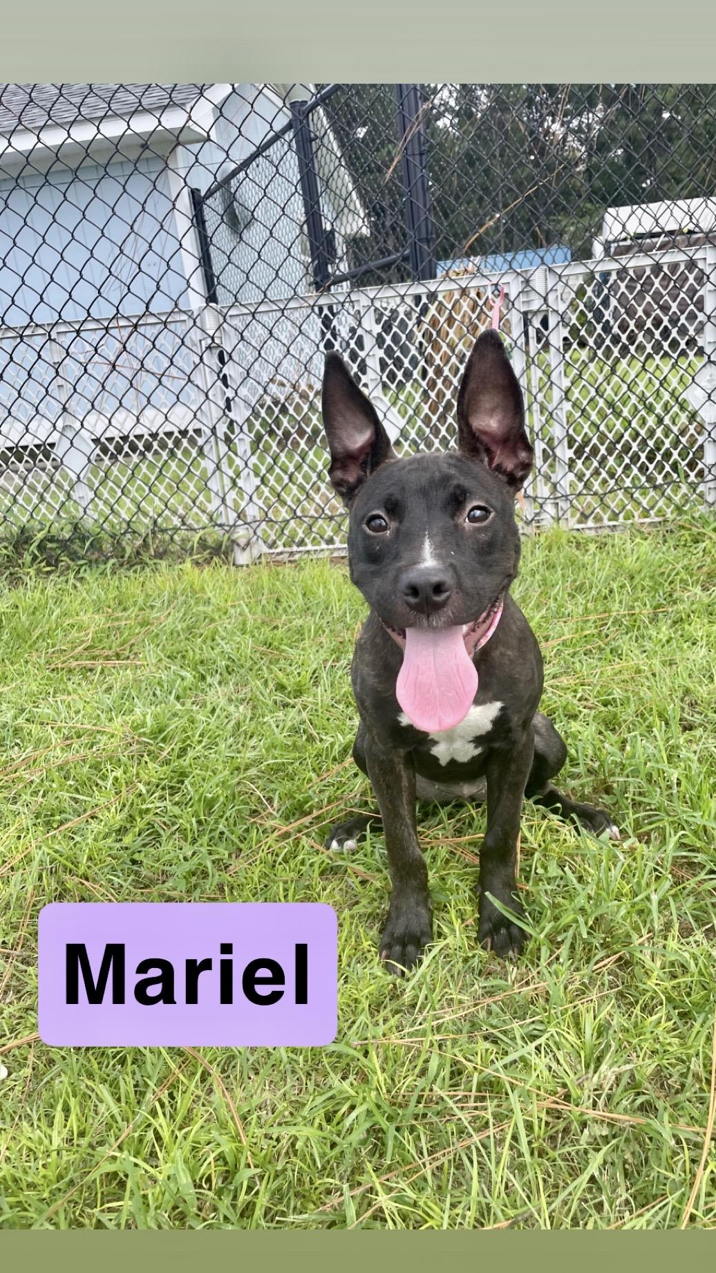 Mariel