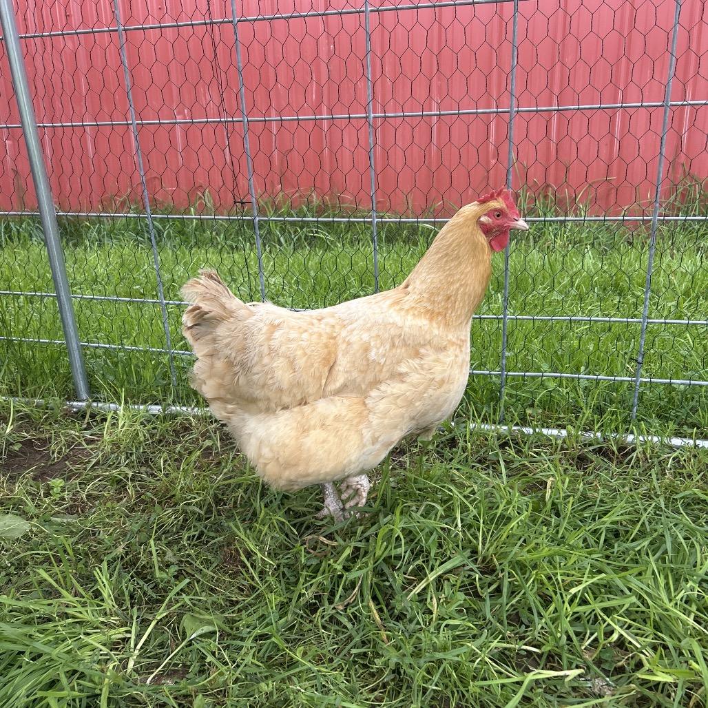 Jennifer, Adoptable, Adult Female Chicken.
