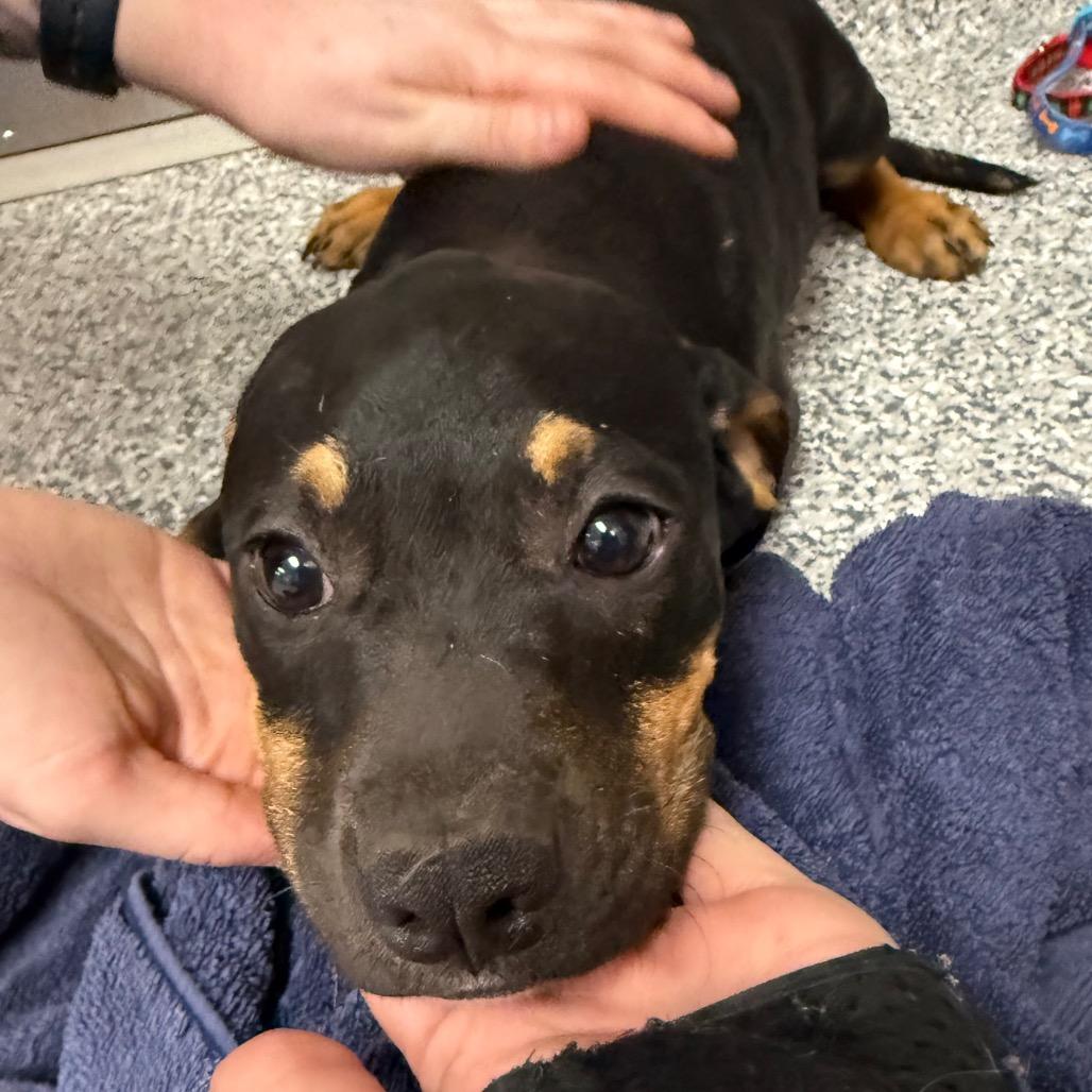 Raven, Adoptable, Puppy Female Rottweiler.