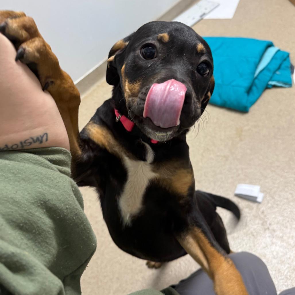 Enlarge Raven, a Adoptable mixed breed in Brookfield, WI image 2/2