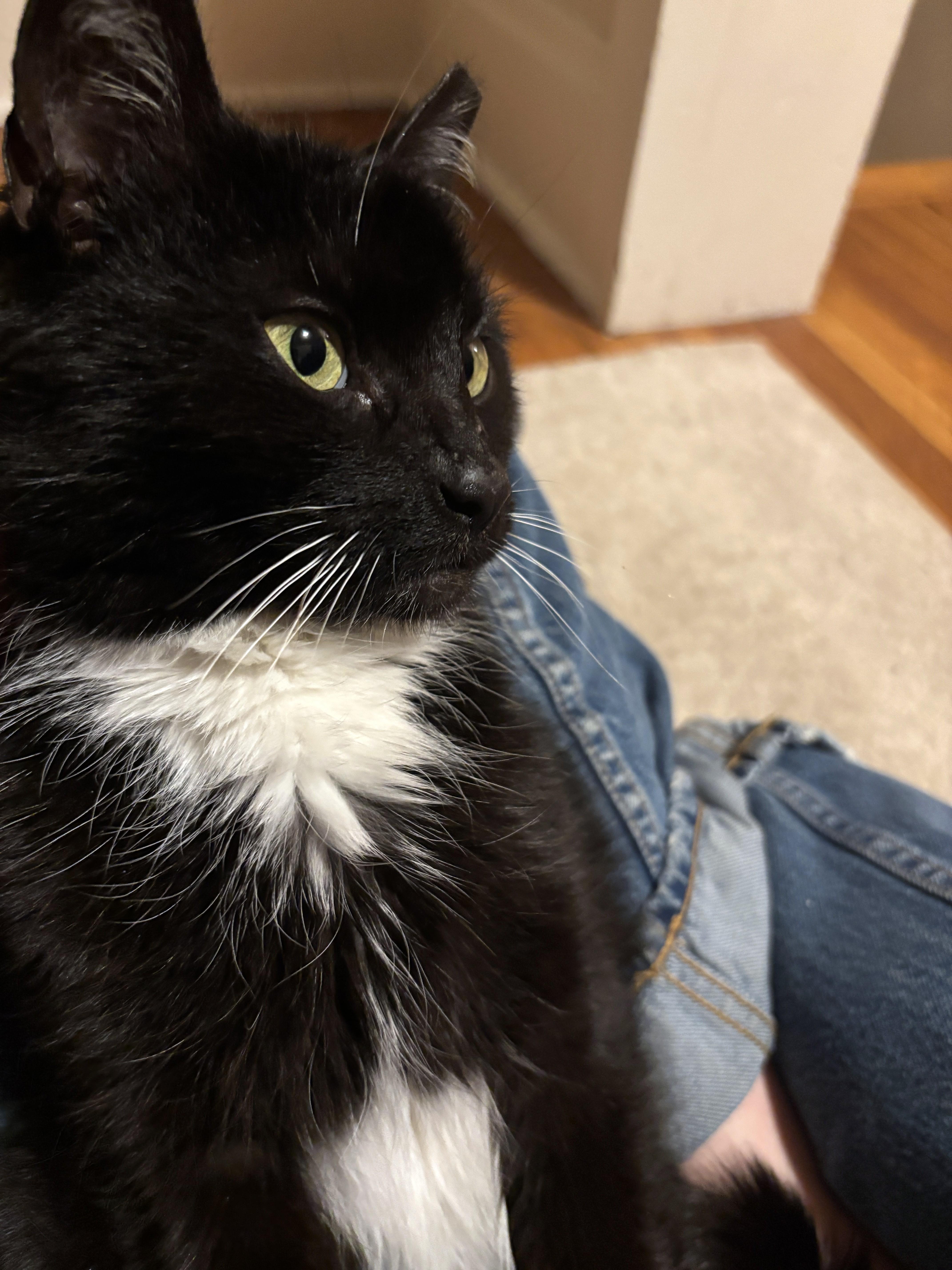 Enlarge Magic, a ADOPTABLE Domestic Short Hair in New Albany, OH image 2/3