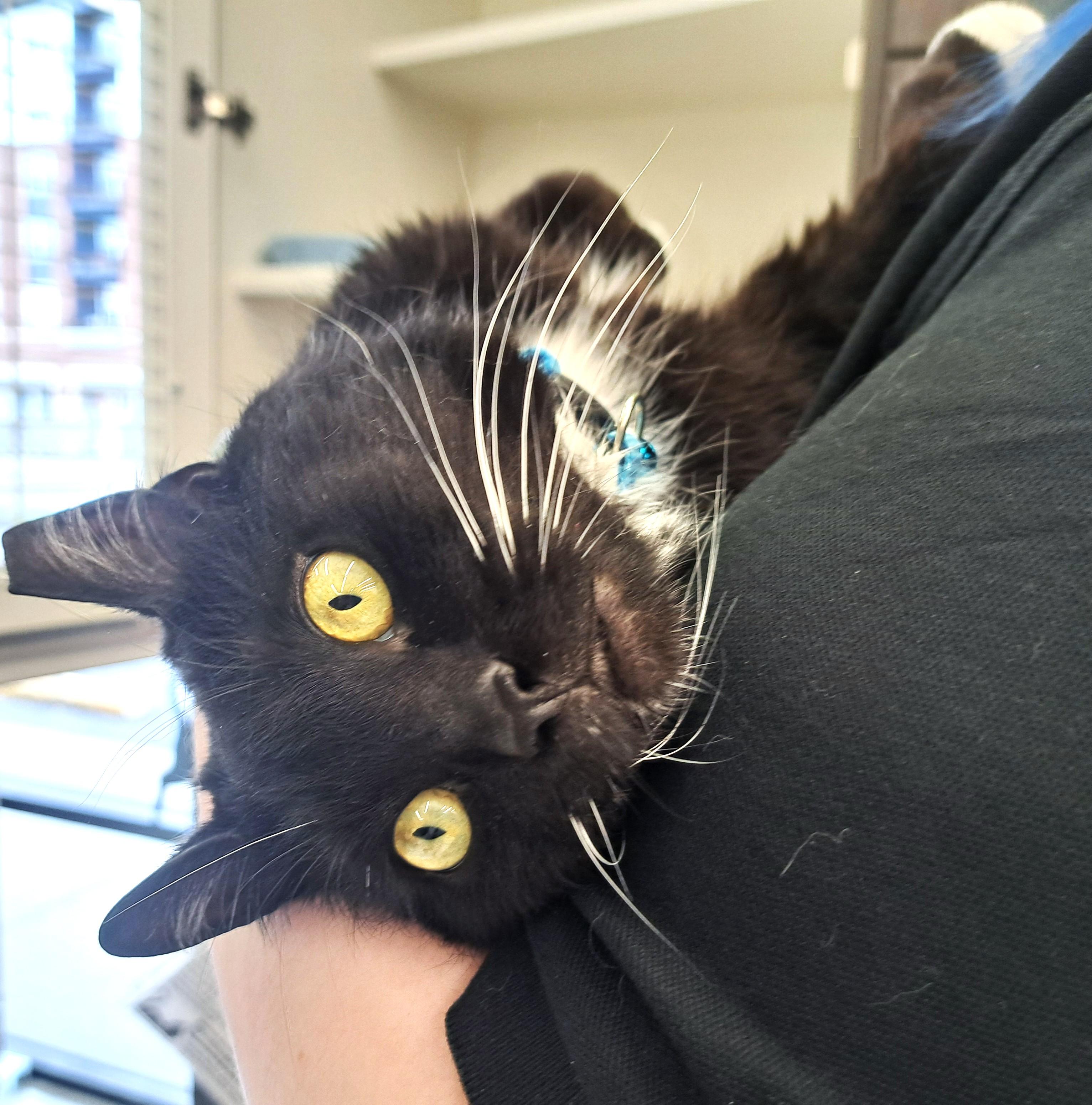 Enlarge Magic, a ADOPTABLE Domestic Short Hair in New Albany, OH image 4/6