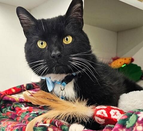 Enlarge Magic, a ADOPTABLE Domestic Short Hair in New Albany, OH image 3/6