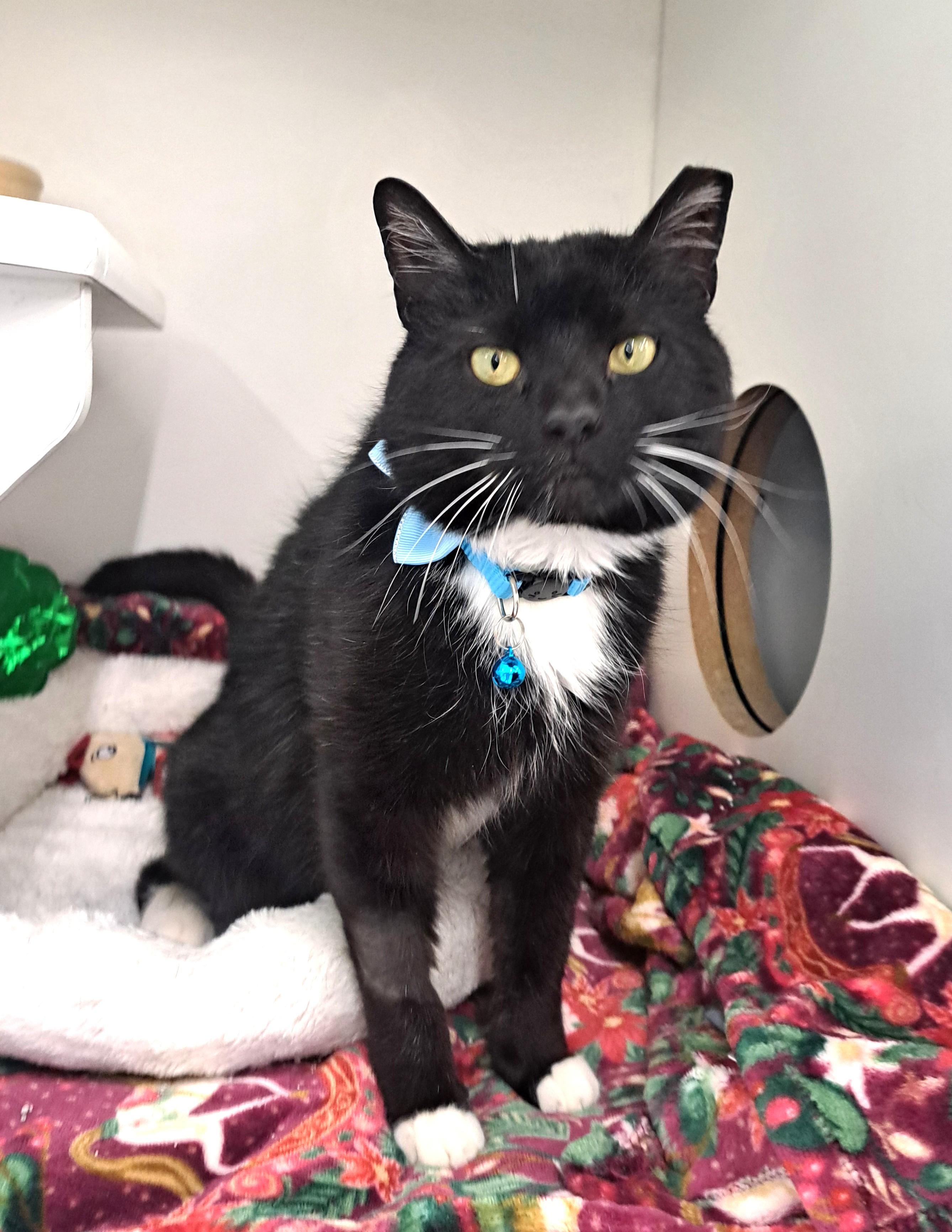 Enlarge Magic, a ADOPTABLE Domestic Short Hair in New Albany, OH image 5/6