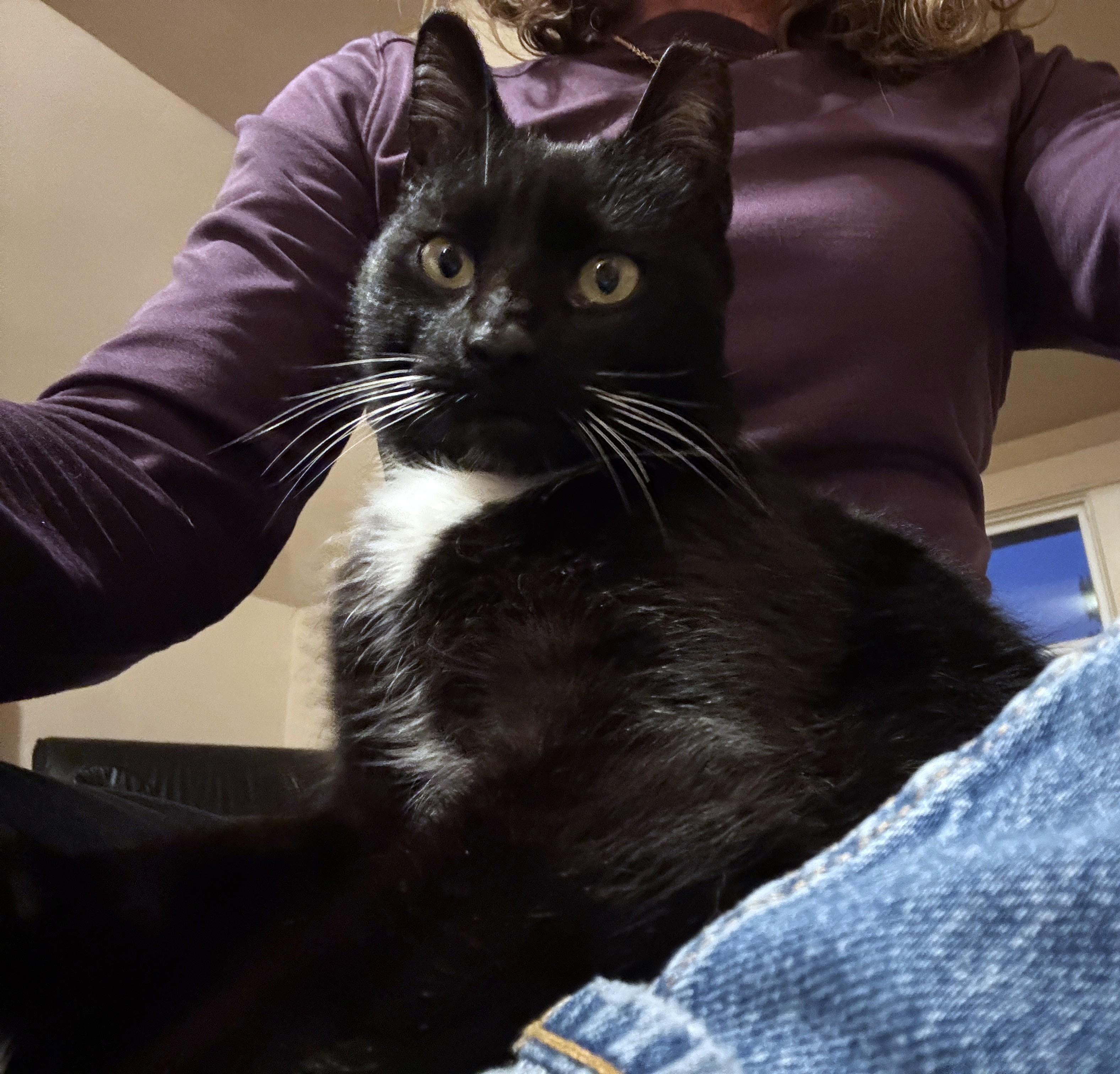 Enlarge Magic, a ADOPTABLE Domestic Short Hair in New Albany, OH image 1/3