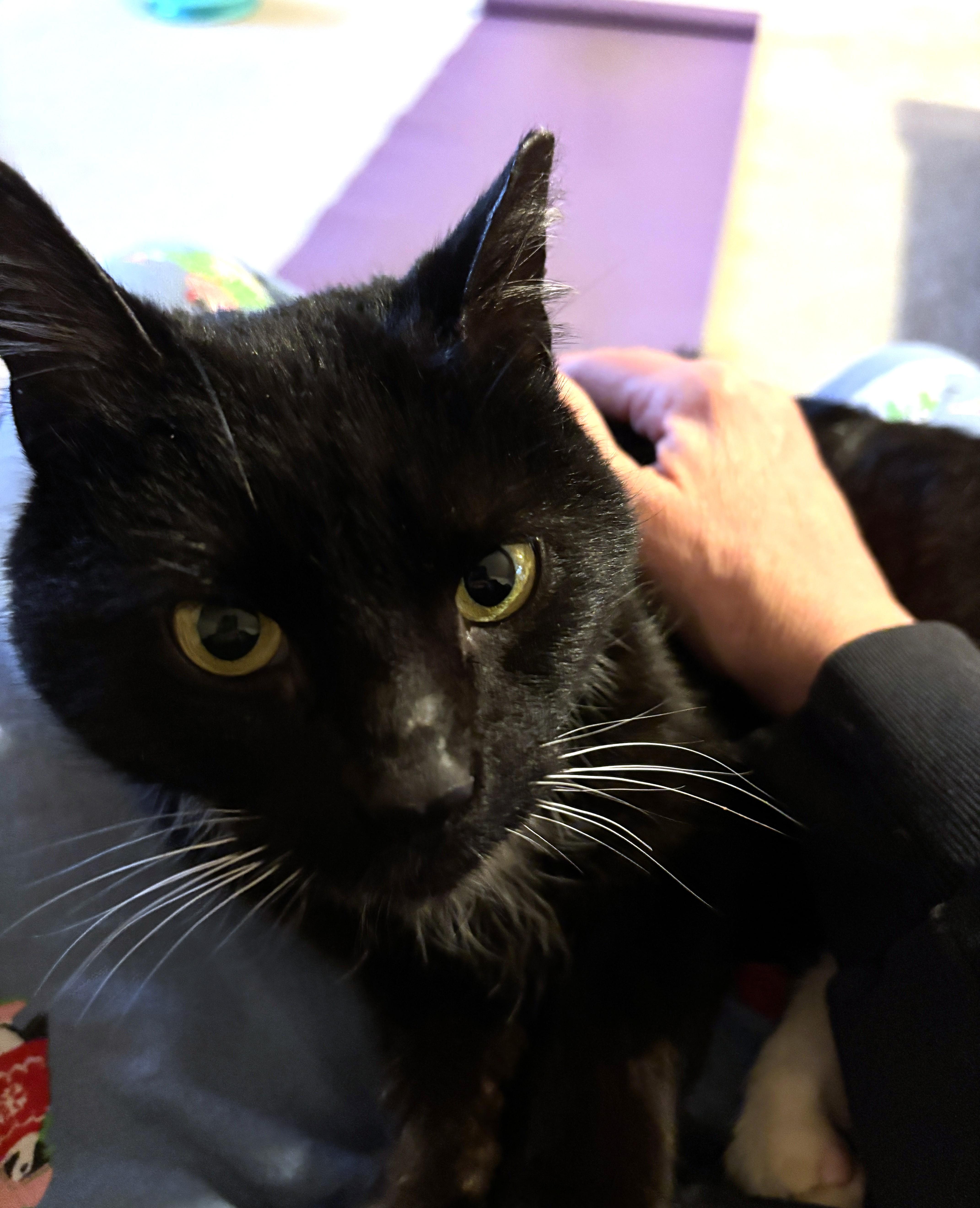 Enlarge Magic, a ADOPTABLE Domestic Short Hair in New Albany, OH image 3/3