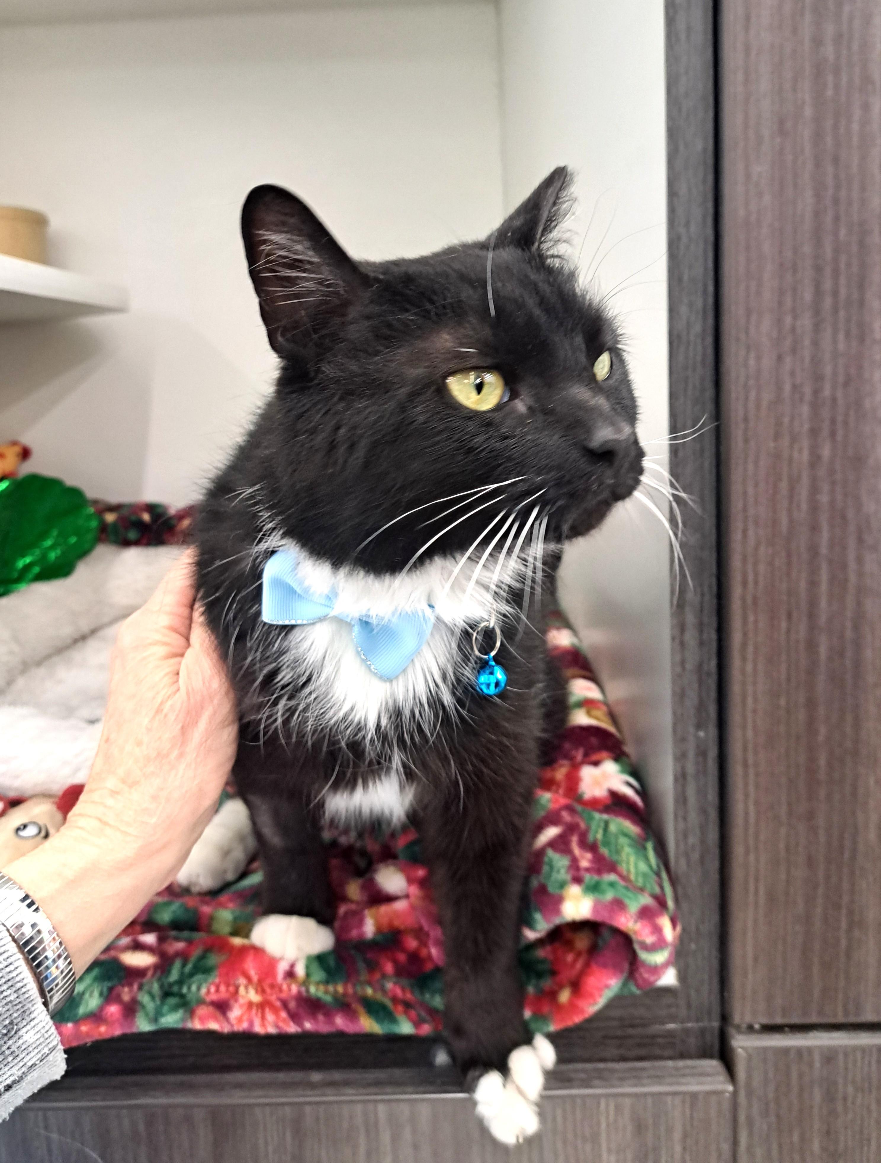 Enlarge Magic, a ADOPTABLE Domestic Short Hair in New Albany, OH image 2/6