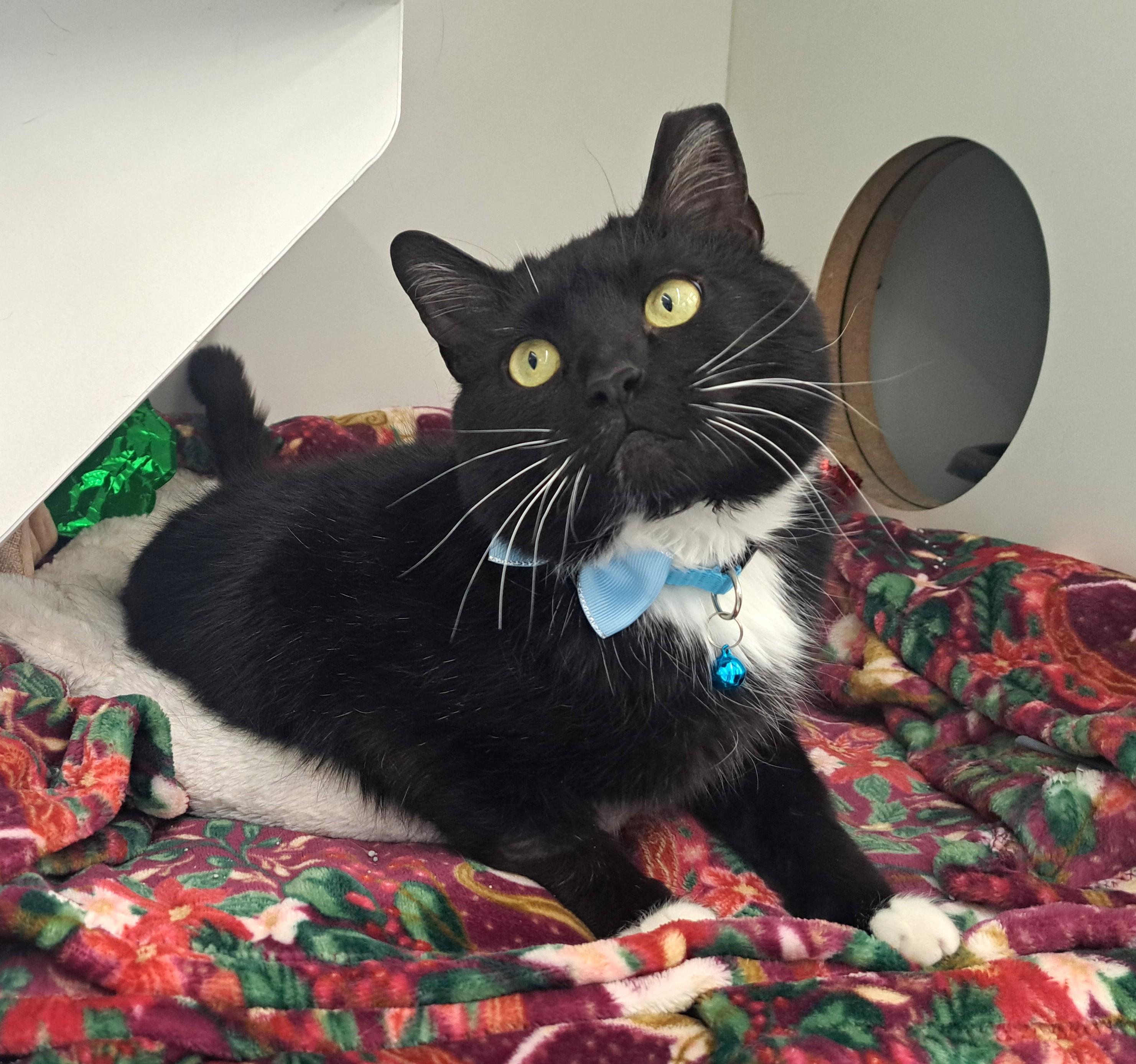 Enlarge Magic, a ADOPTABLE Domestic Short Hair in New Albany, OH image 1/6