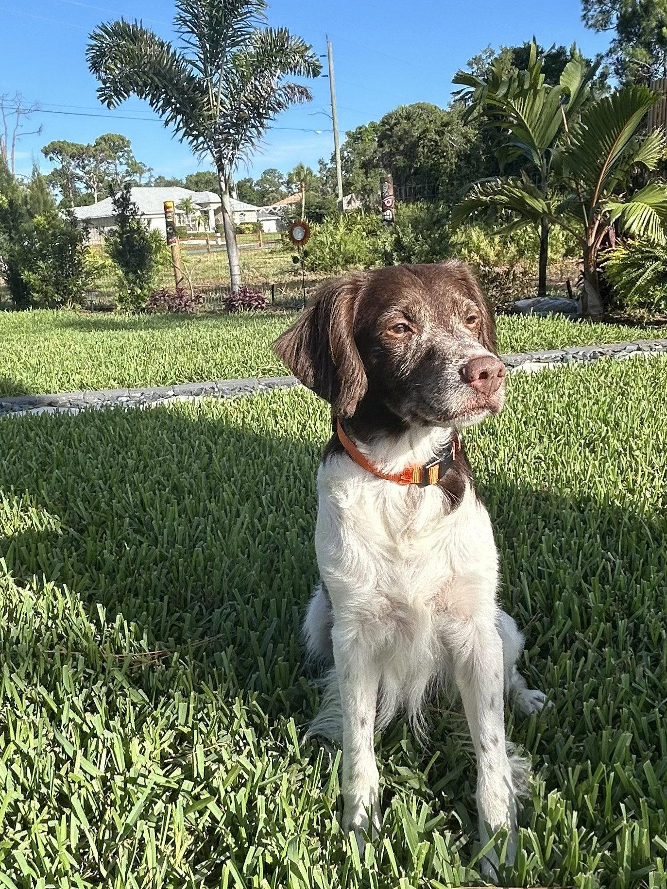 FL/Cooper & Flash (Bonded Pair), a Adoptable Brittany Spaniel in Lake Wales, FL image 1/3