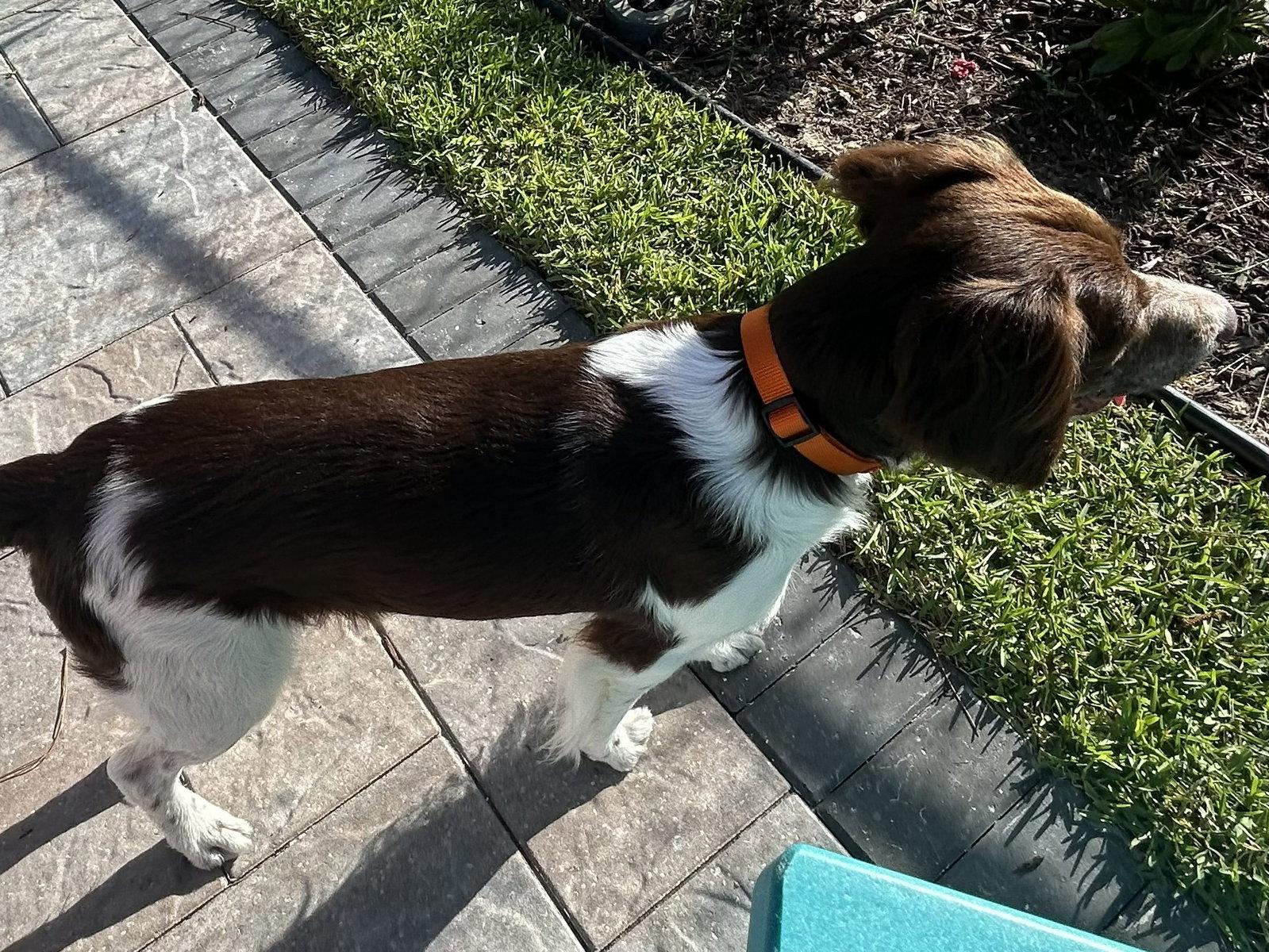FL/Cooper & Flash (Bonded Pair), a Adoptable Brittany Spaniel in Lake Wales, FL image 2/3