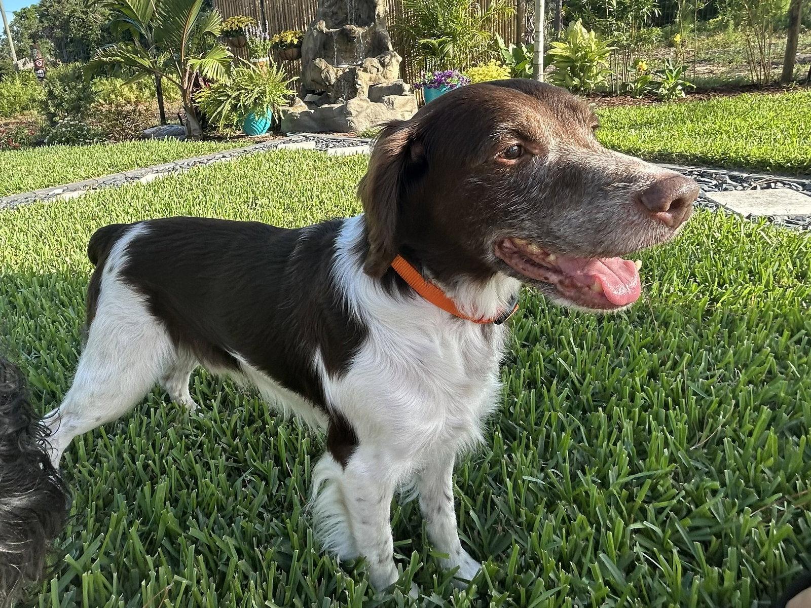 FL/Cooper & Flash (Bonded Pair), a Adoptable Brittany Spaniel in Lake Wales, FL image 3/3