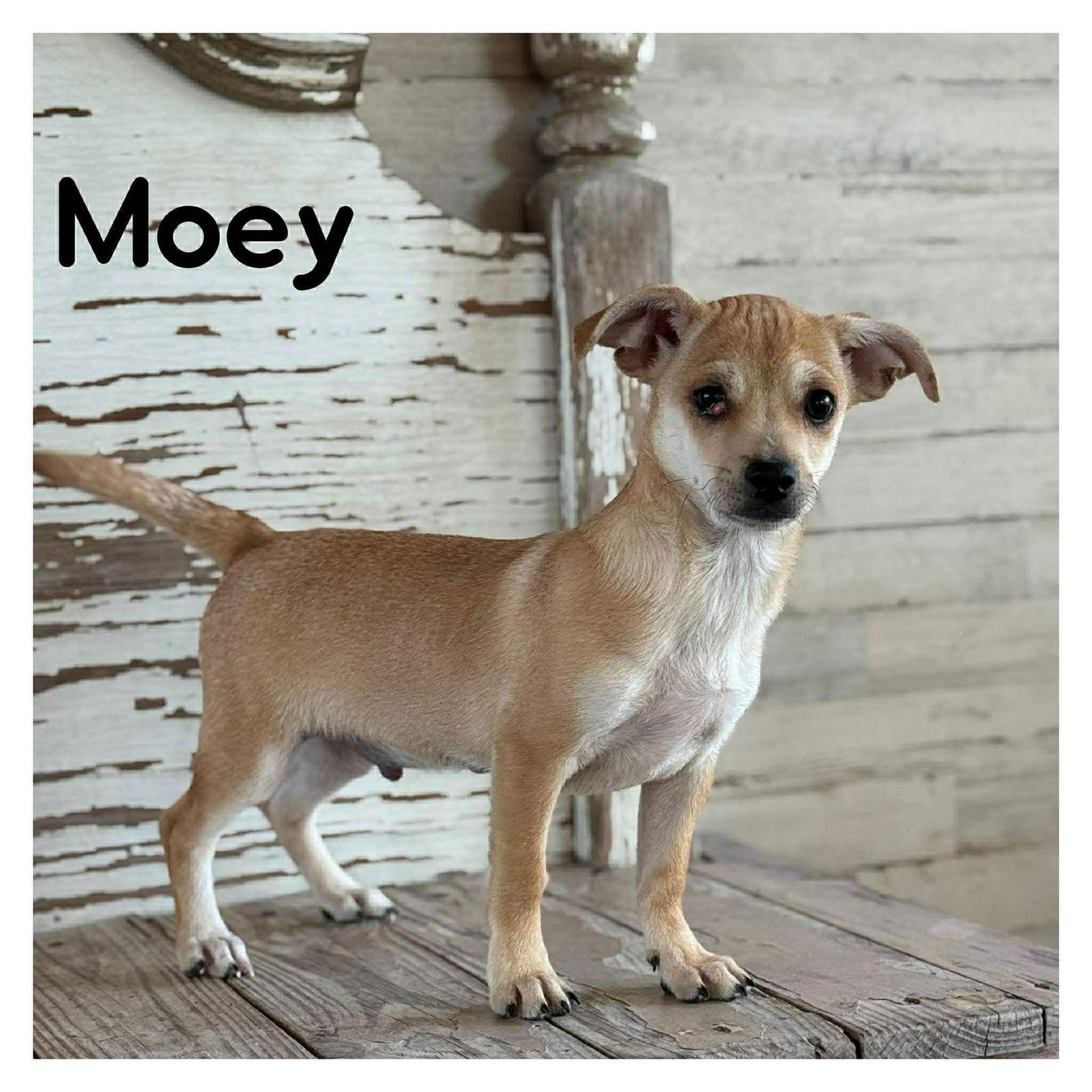 Enlarge Maui, a Adoptable Chihuahua in Lake Hopatcong, NJ image 1/3