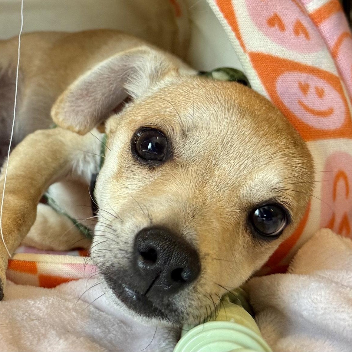 Maui, Adoptable, Puppy Male Chihuahua.