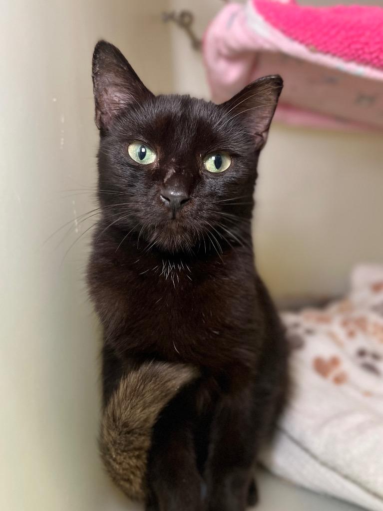 Chatterbox, Adoptable, Young Male Domestic Short Hair.