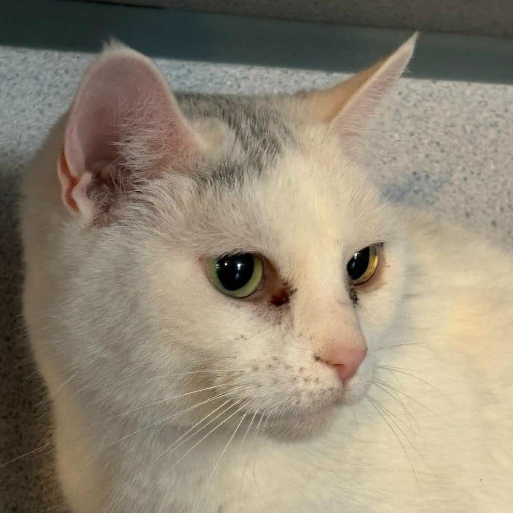 Enlarge Pandora, a ADOPTABLE Domestic Short Hair in Hudson, NY image 1/1