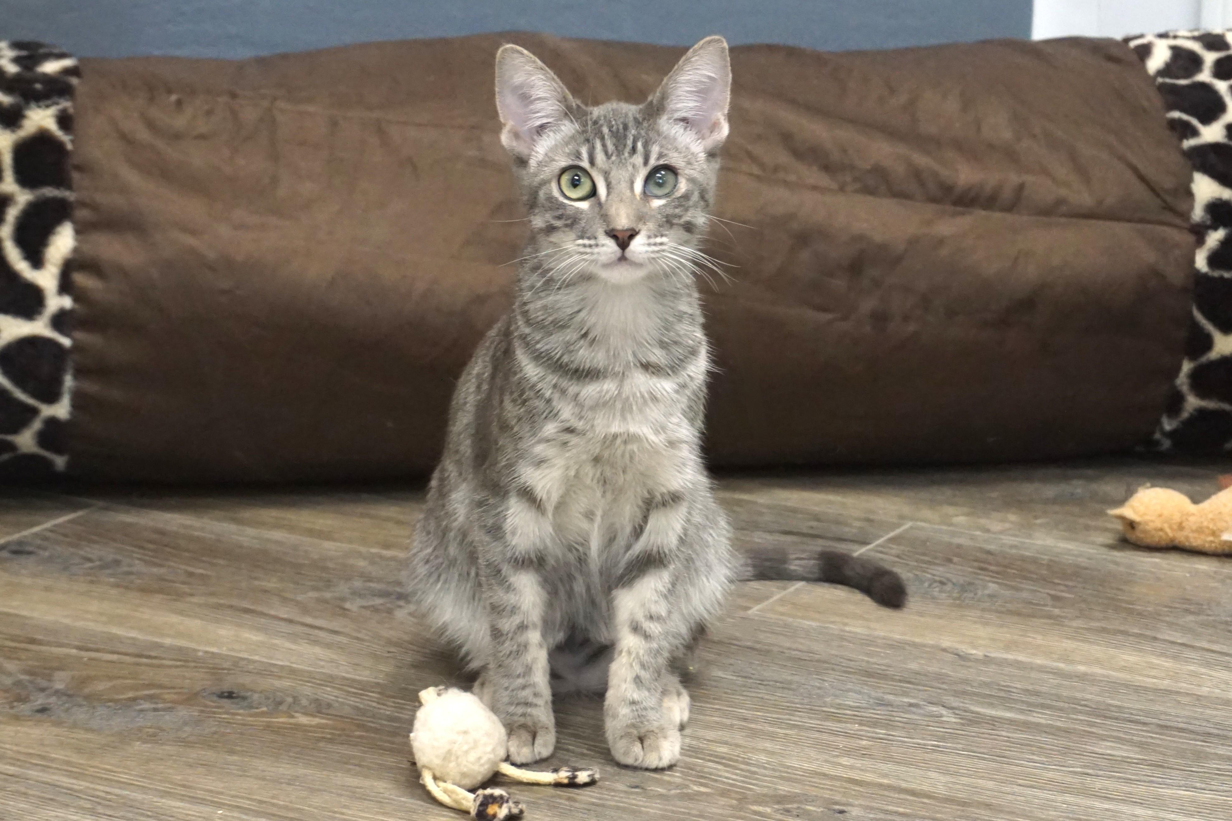 Fern Leaf - Adoptable Pet | Petfinder