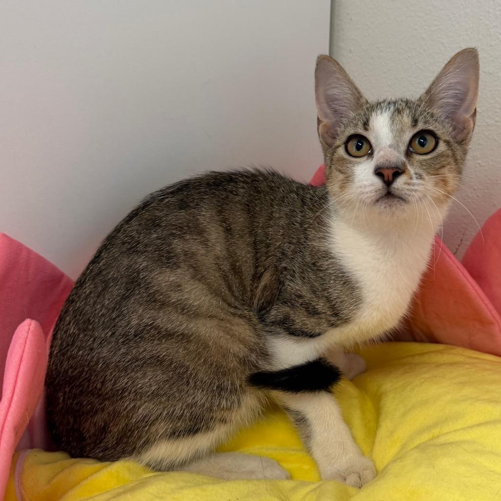 Ross, Adoptable, Young Male Domestic Short Hair.