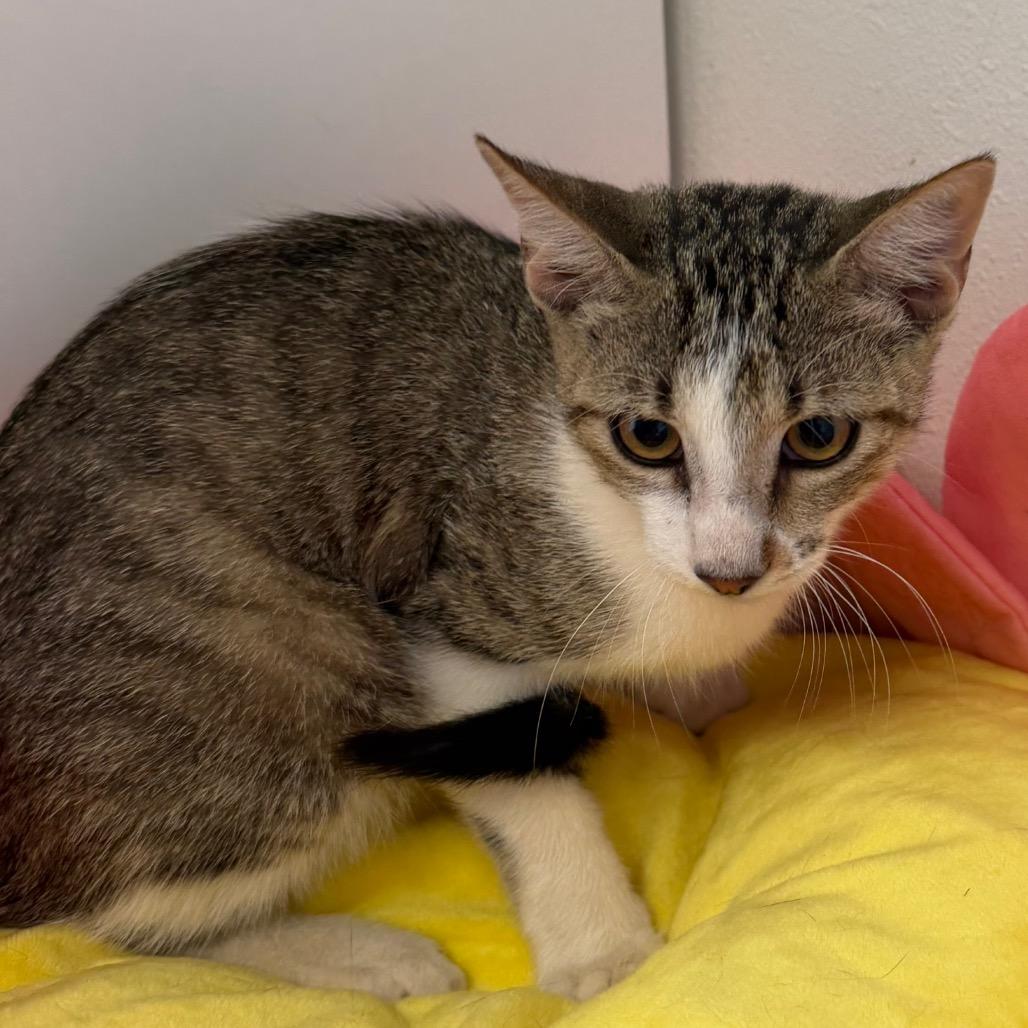 Enlarge Ross, a Adoptable Domestic Short Hair in Floresville, TX image 2/3