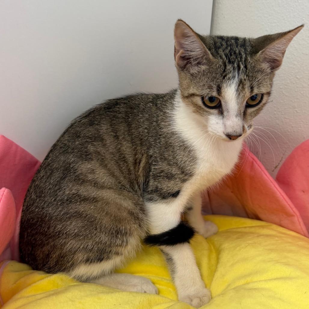 Enlarge Ross, a Adoptable Domestic Short Hair in Floresville, TX image 3/3