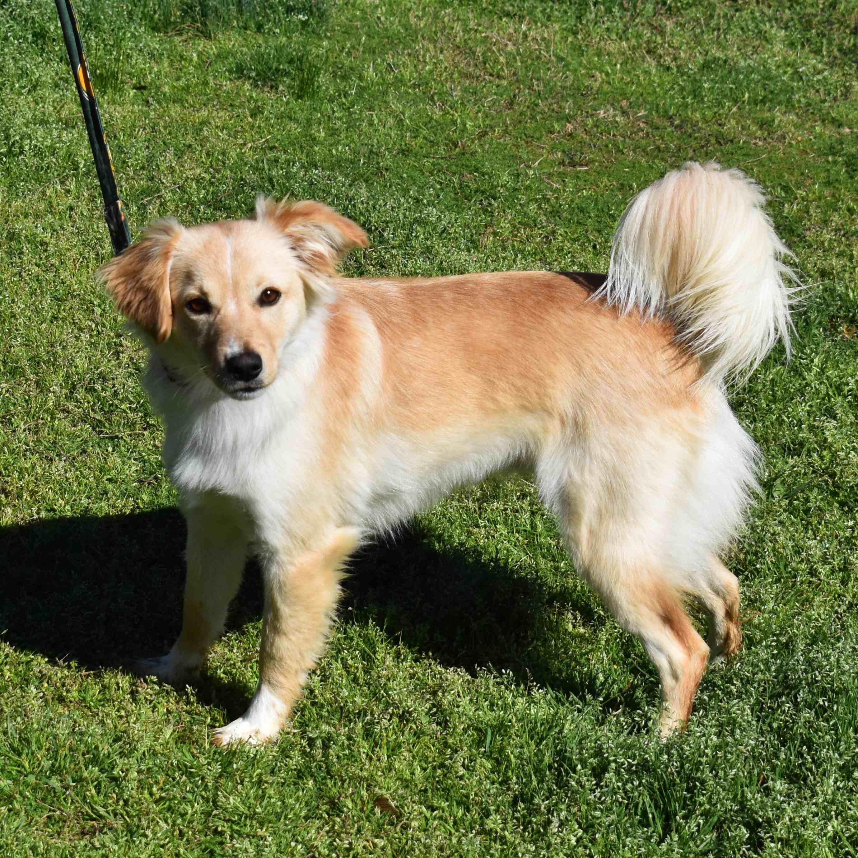 Enlarge Charlie, an adopted Mixed Breed in Searcy, AR image 1/6