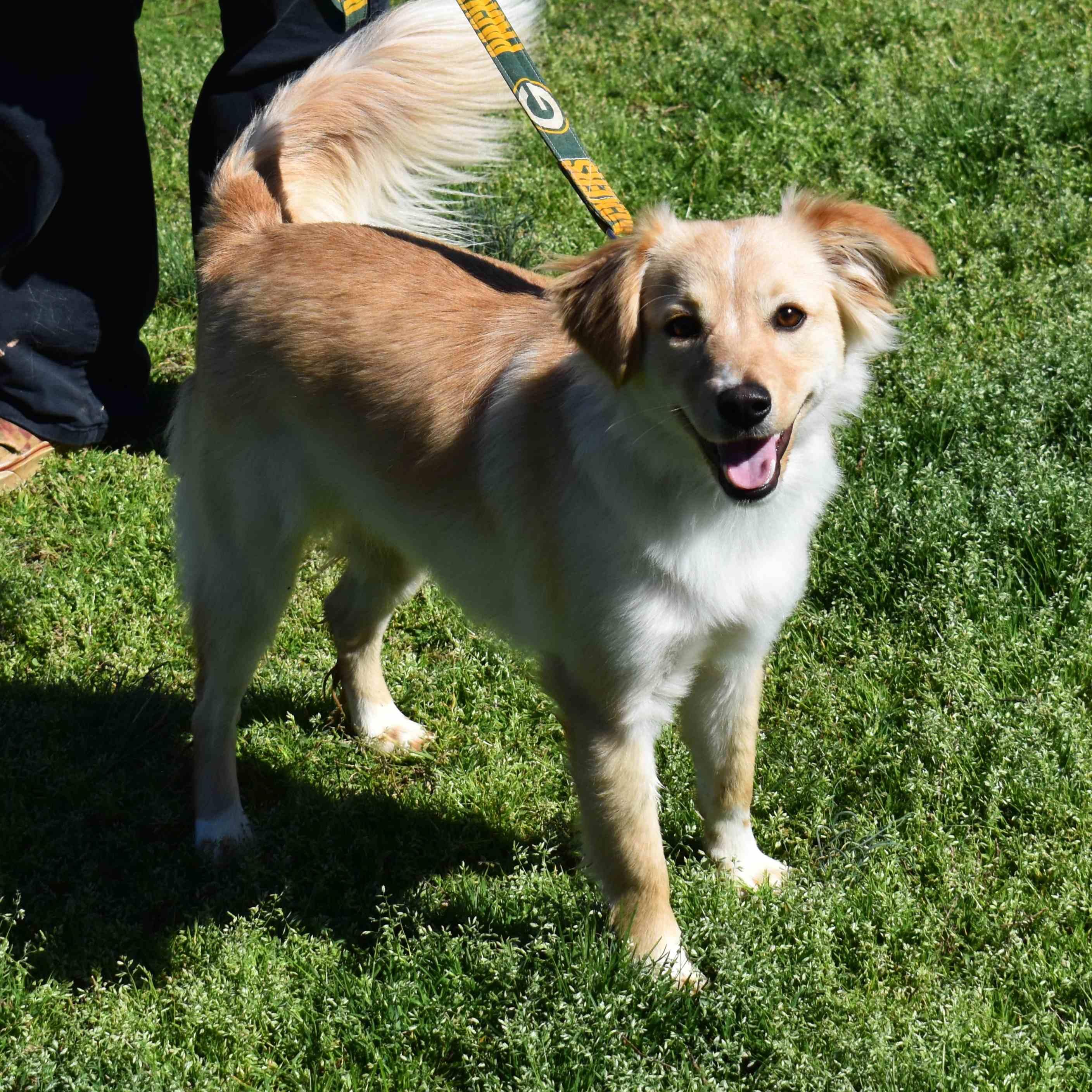 Enlarge Charlie, an adopted Mixed Breed in Searcy, AR image 6/6