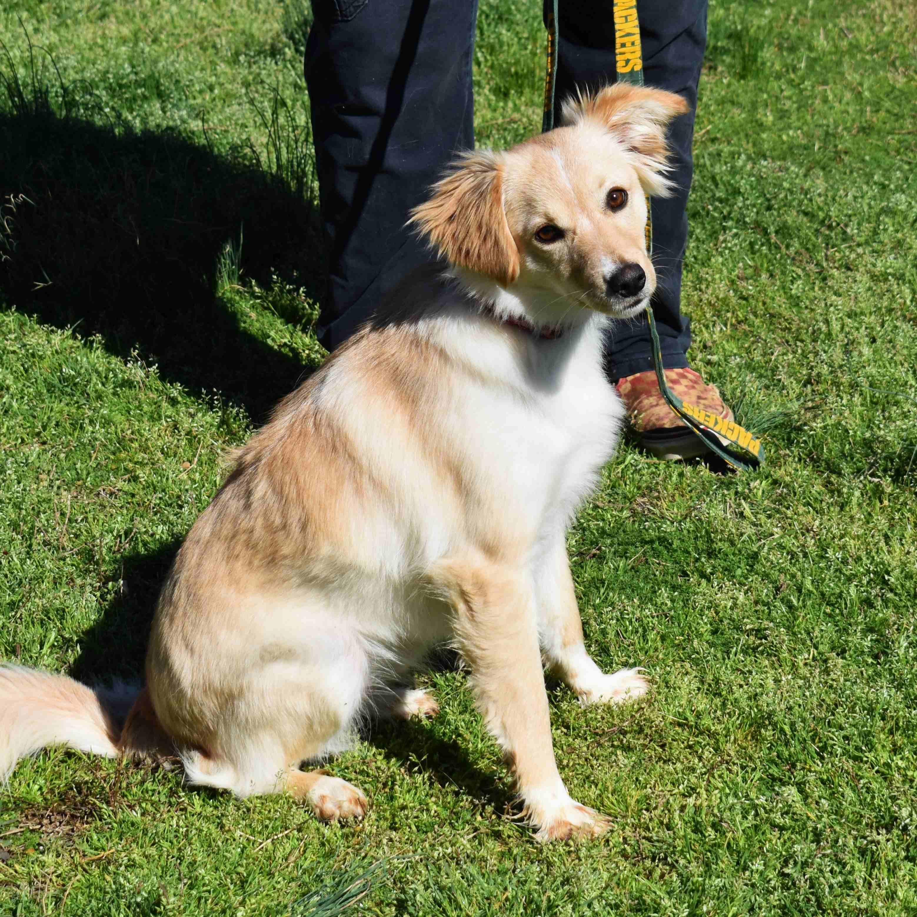 Enlarge Charlie, an adopted Mixed Breed in Searcy, AR image 3/6