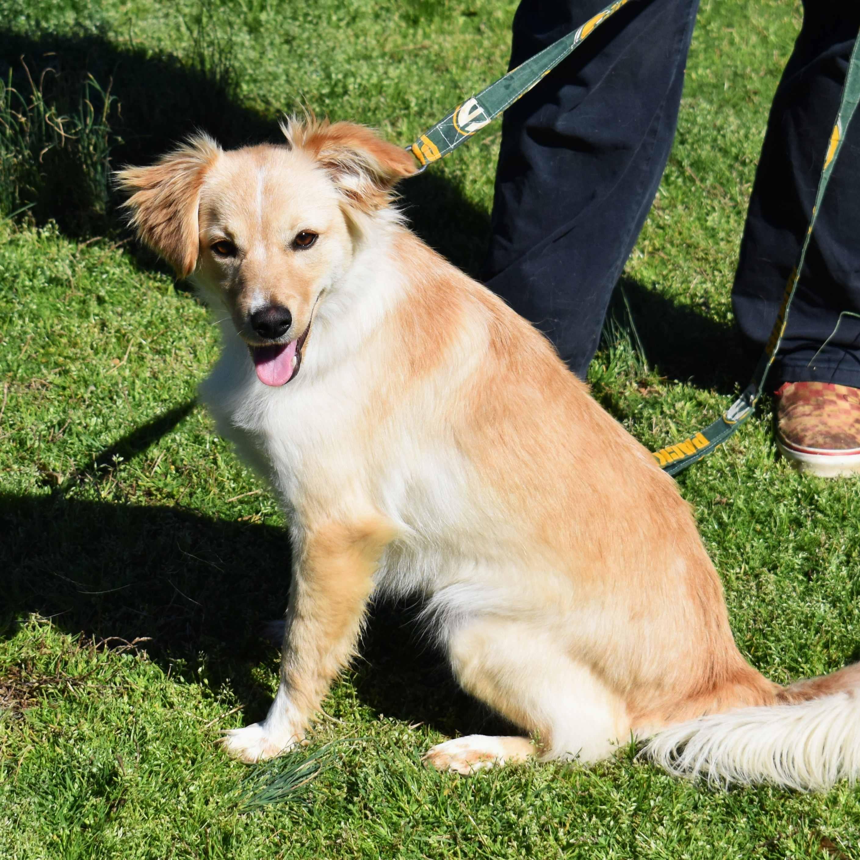 Enlarge Charlie, an adopted Mixed Breed in Searcy, AR image 5/6