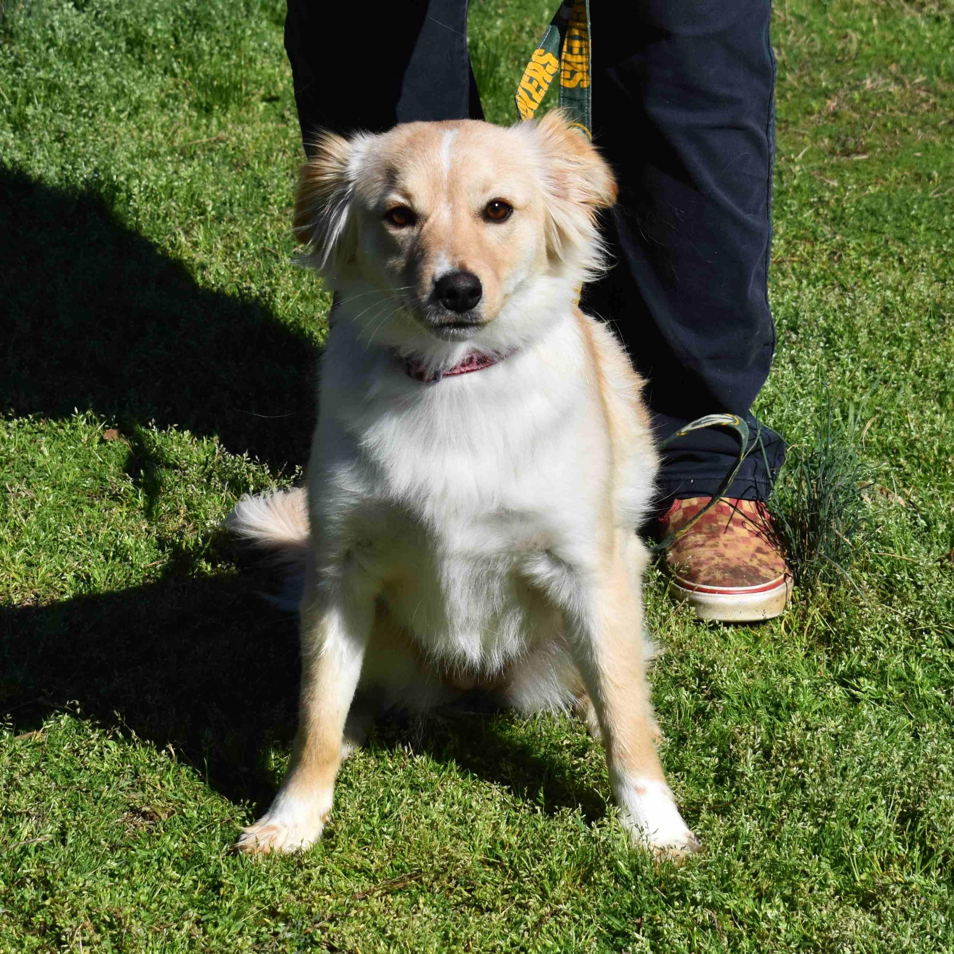 Enlarge Charlie, an adopted Mixed Breed in Searcy, AR image 2/6