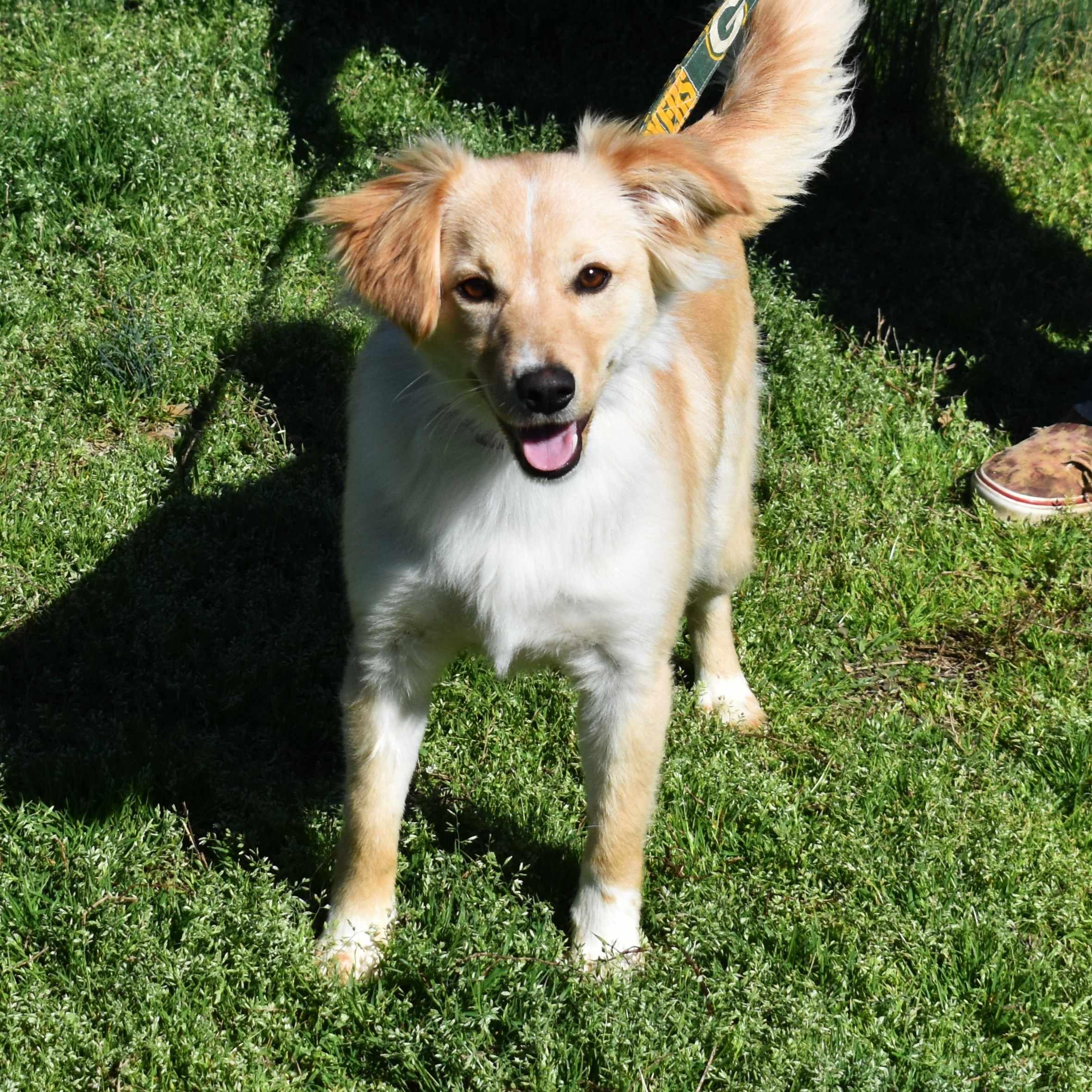 Enlarge Charlie, an adopted Mixed Breed in Searcy, AR image 4/6