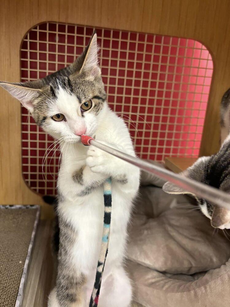 Enlarge Islet *Featured at the Petco in Ellicott City, MD*, a Adoptable Domestic Short Hair in catonsville , MD image 1/1