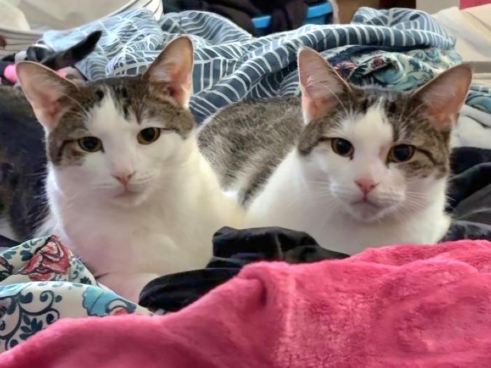 Enlarge Islet *Bonded pair with sister, Imrick*, a Adoptable Domestic Short Hair in catonsville , MD image 3/5