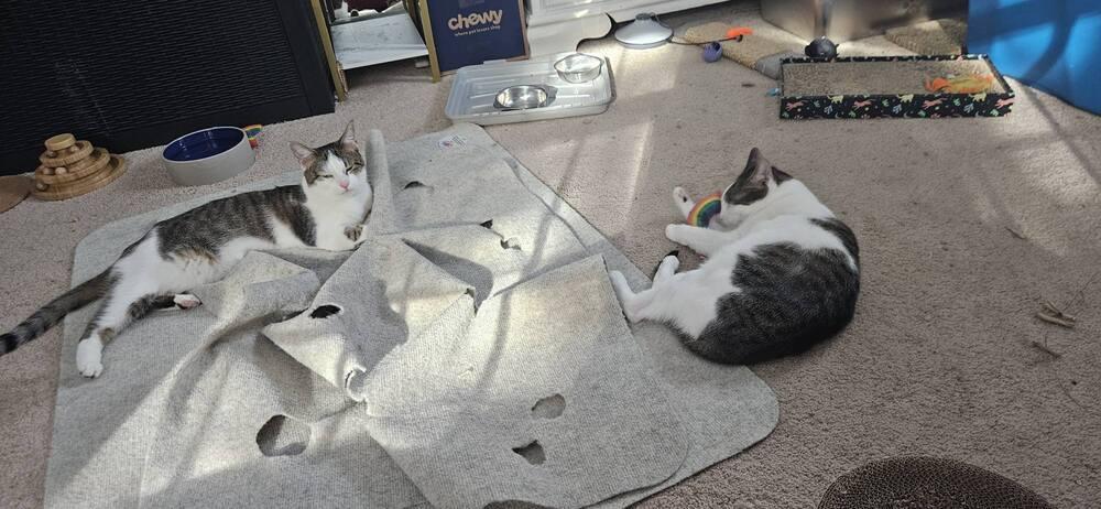 Enlarge Islet *Bonded pair with sister, Imrick*, a Adoptable Domestic Short Hair in catonsville , MD image 5/5