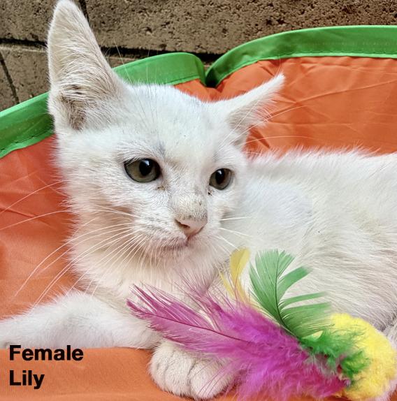Lily, Adoptable, Kitten Female Domestic Short Hair.