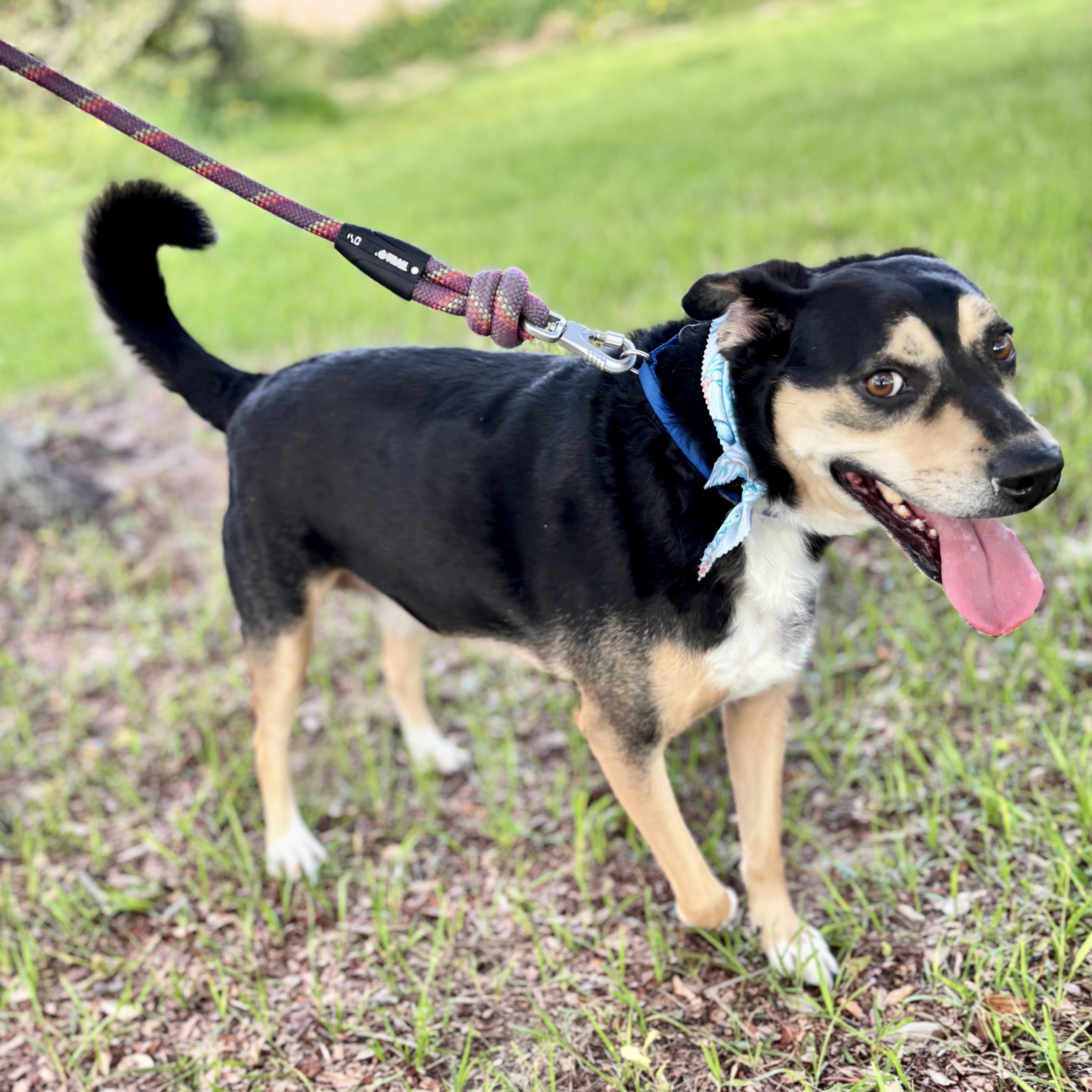 Buster Boo — thumbnail 4