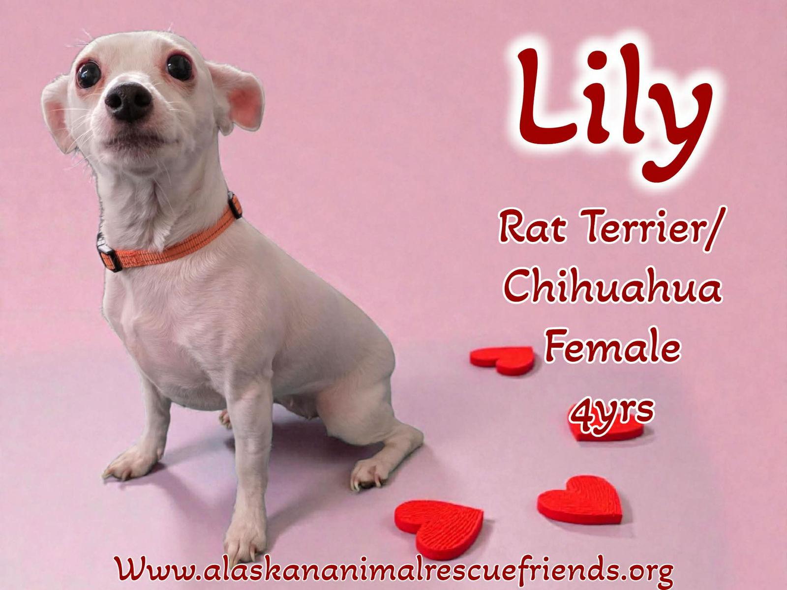 Lily, Adoptable, Adult Female Chihuahua & Rat Terrier.