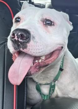 Carl (in Foster), Adoptable, Adult Male Pit Bull Terrier & Mixed Breed.
