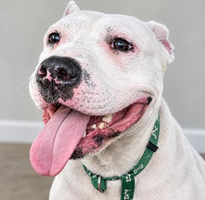 Enlarge Carl (in Foster), a Adoptable mixed breed in New Orleans, LA image 3/3