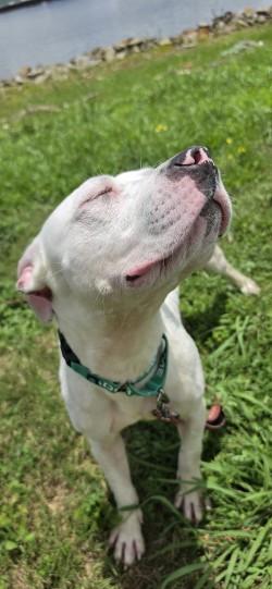 Enlarge Carl (in Foster), a Adoptable mixed breed in New Orleans, LA image 2/3