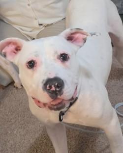 Enlarge Carl (in Foster), a Adoptable mixed breed in New Orleans, LA image 3/3