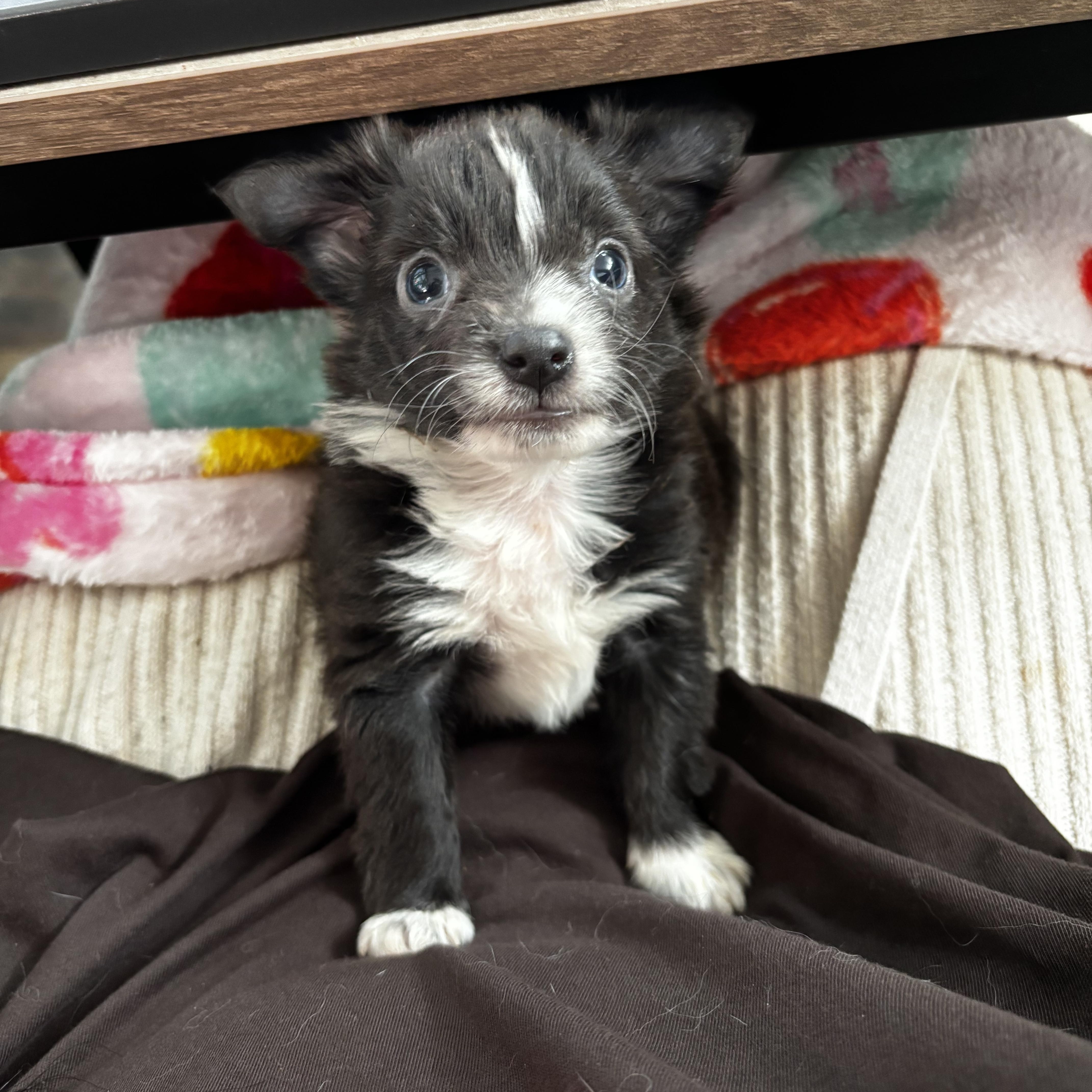 Enlarge Roo - Winnie the Pooh Litter, a Adopted mixed breed in Benbrook, TX image 5/6